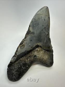 Megalodon Shark Tooth 5.81 inch Huge Authentic Fossil Beautiful 18771