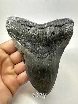 Megalodon Shark Tooth 5.81 inch Huge Authentic Fossil Beautiful 18771