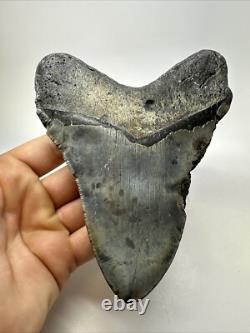 Megalodon Shark Tooth 5.81 inch Huge Authentic Fossil Beautiful 18771