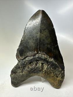 Megalodon Shark Tooth 5.82 Huge Black Color Authentic Fossil 16518