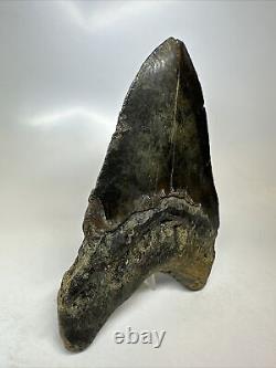 Megalodon Shark Tooth 5.82 Huge Black Color Authentic Fossil 16518