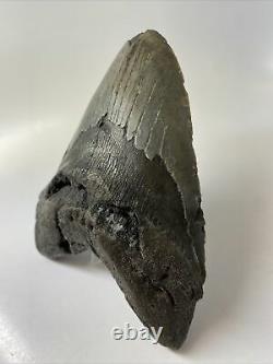 Megalodon Shark Tooth 5.82 Huge Wide Fossil Real 9559
