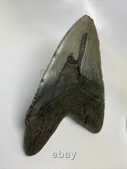 Megalodon Shark Tooth 5.82 Huge Wide Fossil Real 9559