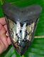 Megalodon Shark Tooth 5.82 In. Gold Pyrite Real Fossil Sharks Teeth
