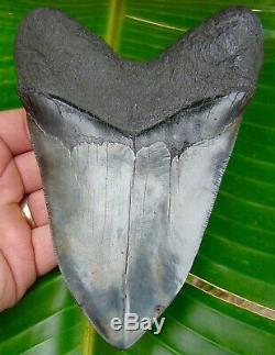 Megalodon Shark Tooth 5.82 in. GOLD PYRITE REAL FOSSIL Sharks Teeth