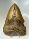 Megalodon Shark Tooth 5.82 Inch Huge Orange Color Authentic Fossil 16381