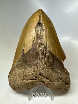 Megalodon Shark Tooth 5.82 inch Huge Orange Color Authentic Fossil 16381