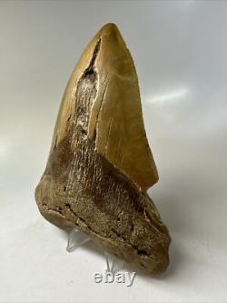 Megalodon Shark Tooth 5.82 inch Huge Orange Color Authentic Fossil 16381