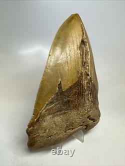 Megalodon Shark Tooth 5.82 inch Huge Orange Color Authentic Fossil 16381