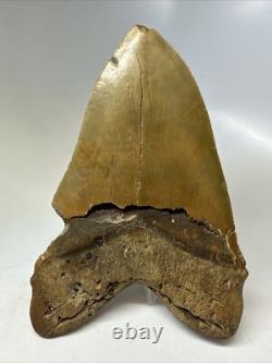 Megalodon Shark Tooth 5.82 inch Huge Orange Color Authentic Fossil 16381