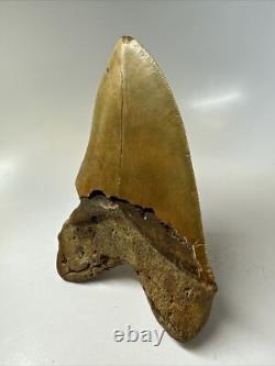 Megalodon Shark Tooth 5.82 inch Huge Orange Color Authentic Fossil 16381