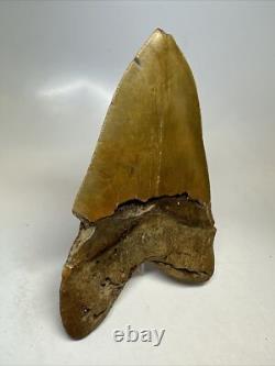 Megalodon Shark Tooth 5.82 inch Huge Orange Color Authentic Fossil 16381