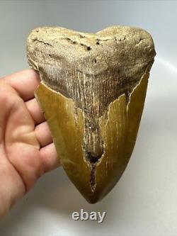 Megalodon Shark Tooth 5.82 inch Huge Orange Color Authentic Fossil 16381