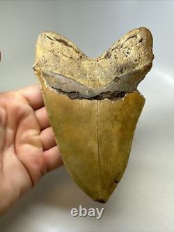 Megalodon Shark Tooth 5.82 inch Huge Orange Color Authentic Fossil 16381