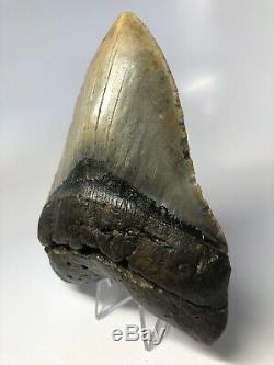 Megalodon Shark Tooth 5.83 Huge Amazing Fossil No Restoration 4554