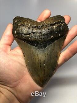 Megalodon Shark Tooth 5.83 Huge Amazing Fossil No Restoration 4554