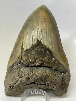 Megalodon Shark Tooth 5.83 Huge Authentic Fossil Beautiful 12317