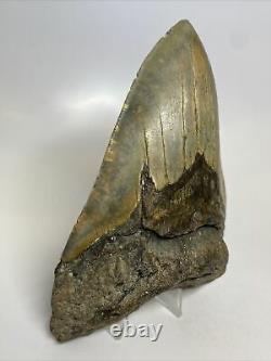 Megalodon Shark Tooth 5.83 Huge Authentic Fossil Beautiful 12317