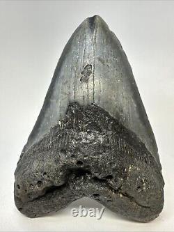 Megalodon Shark Tooth 5.83 Huge Authentic Fossil Carolina 19027