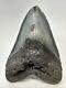 Megalodon Shark Tooth 5.83 Huge Authentic Fossil Carolina 19027