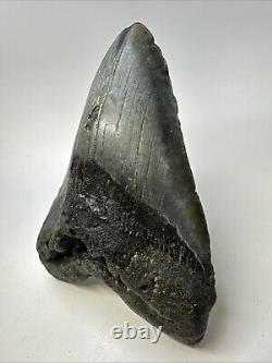 Megalodon Shark Tooth 5.83 Huge Authentic Fossil Carolina 19027