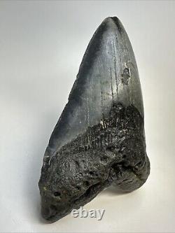 Megalodon Shark Tooth 5.83 Huge Authentic Fossil Carolina 19027