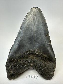 Megalodon Shark Tooth 5.83 Huge Authentic Fossil Carolina 19027