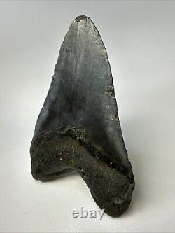 Megalodon Shark Tooth 5.83 Huge Authentic Fossil Carolina 19027