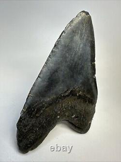 Megalodon Shark Tooth 5.83 Huge Authentic Fossil Carolina 19027