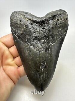 Megalodon Shark Tooth 5.83 Huge Authentic Fossil Carolina 19027