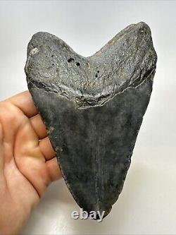 Megalodon Shark Tooth 5.83 Huge Authentic Fossil Carolina 19027