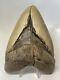 Megalodon Shark Tooth 5.83 Huge Natural Fossil Real 14953
