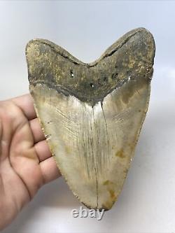Megalodon Shark Tooth 5.83 Huge Natural Fossil Real 14953
