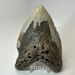 Megalodon Shark Tooth 5.83 Inch Unique Shape Huge Fossil Authentic 20303