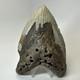 Megalodon Shark Tooth 5.83 Inch Unique Shape Huge Fossil Authentic 20303