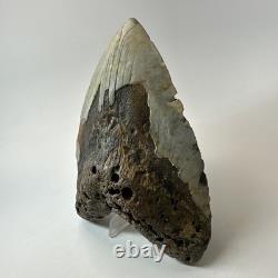 Megalodon Shark Tooth 5.83 Inch Unique Shape Huge Fossil Authentic 20303