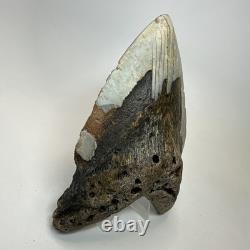 Megalodon Shark Tooth 5.83 Inch Unique Shape Huge Fossil Authentic 20303