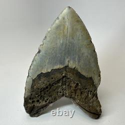 Megalodon Shark Tooth 5.83 Inch Unique Shape Huge Fossil Authentic 20303
