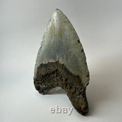 Megalodon Shark Tooth 5.83 Inch Unique Shape Huge Fossil Authentic 20303