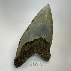 Megalodon Shark Tooth 5.83 Inch Unique Shape Huge Fossil Authentic 20303