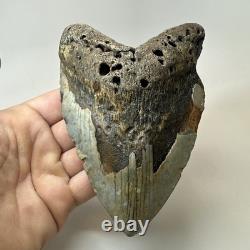 Megalodon Shark Tooth 5.83 Inch Unique Shape Huge Fossil Authentic 20303