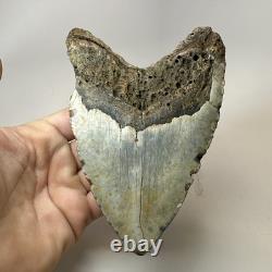 Megalodon Shark Tooth 5.83 Inch Unique Shape Huge Fossil Authentic 20303