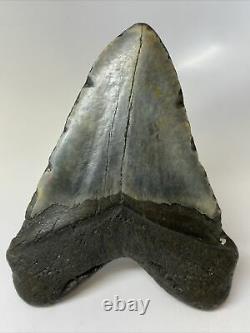 Megalodon Shark Tooth 5.83 Massive Authentic Fossil Amazing 9606