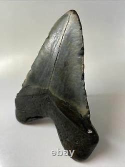 Megalodon Shark Tooth 5.83 Massive Authentic Fossil Amazing 9606