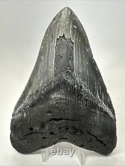 Megalodon Shark Tooth 5.83 Serrated Huge Fossil Authentic 19099