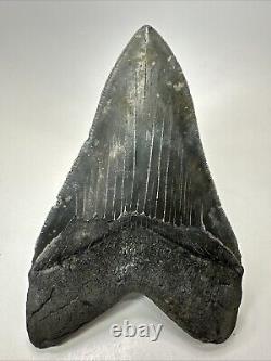 Megalodon Shark Tooth 5.83 Serrated Huge Fossil Authentic 19099