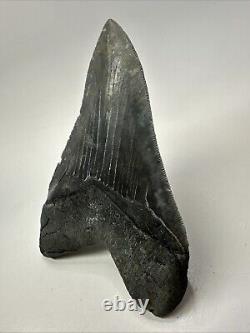 Megalodon Shark Tooth 5.83 Serrated Huge Fossil Authentic 19099