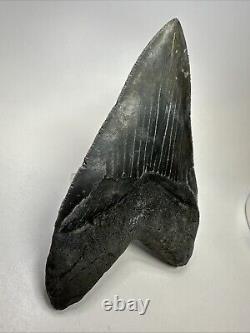 Megalodon Shark Tooth 5.83 Serrated Huge Fossil Authentic 19099