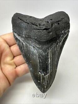 Megalodon Shark Tooth 5.83 Serrated Huge Fossil Authentic 19099