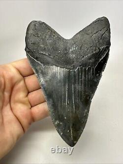 Megalodon Shark Tooth 5.83 Serrated Huge Fossil Authentic 19099